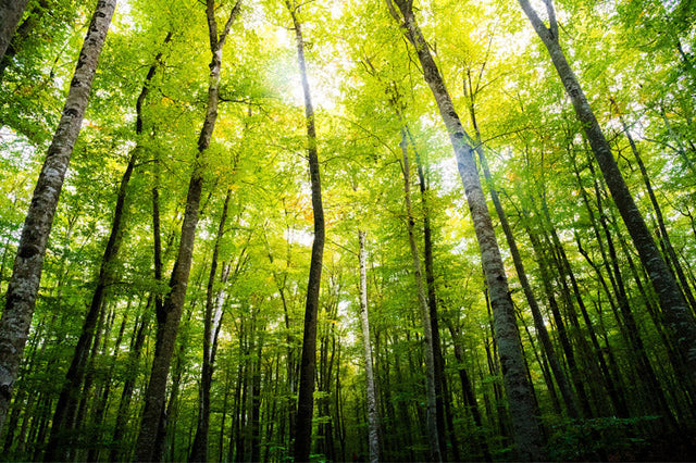 Conseil de gestion forestière (FSC)